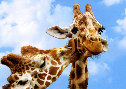 33923-Kissing-Giraffe.jpg
