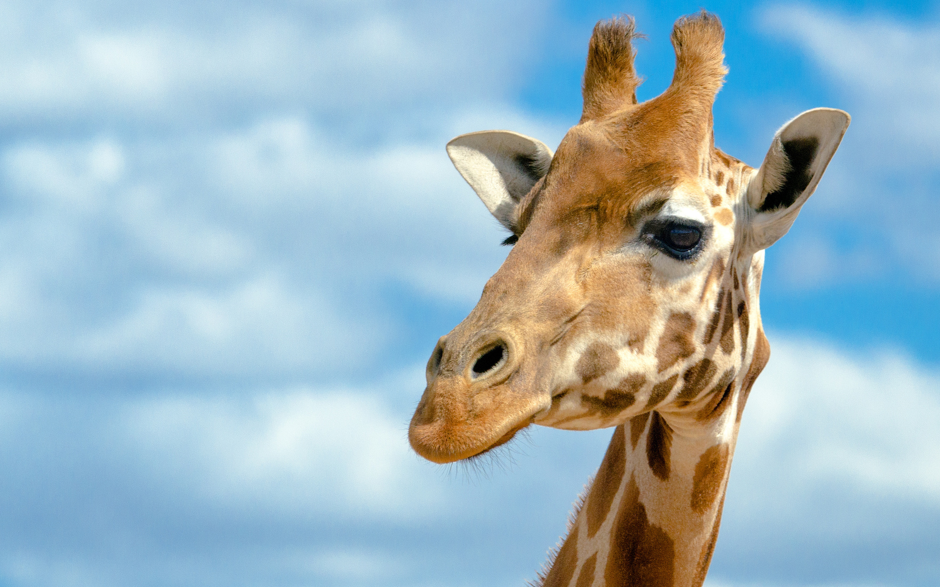 beautiful-colse-up-image-of-giraffe-free-download-best-desktop-background-hd-wid.jpg
