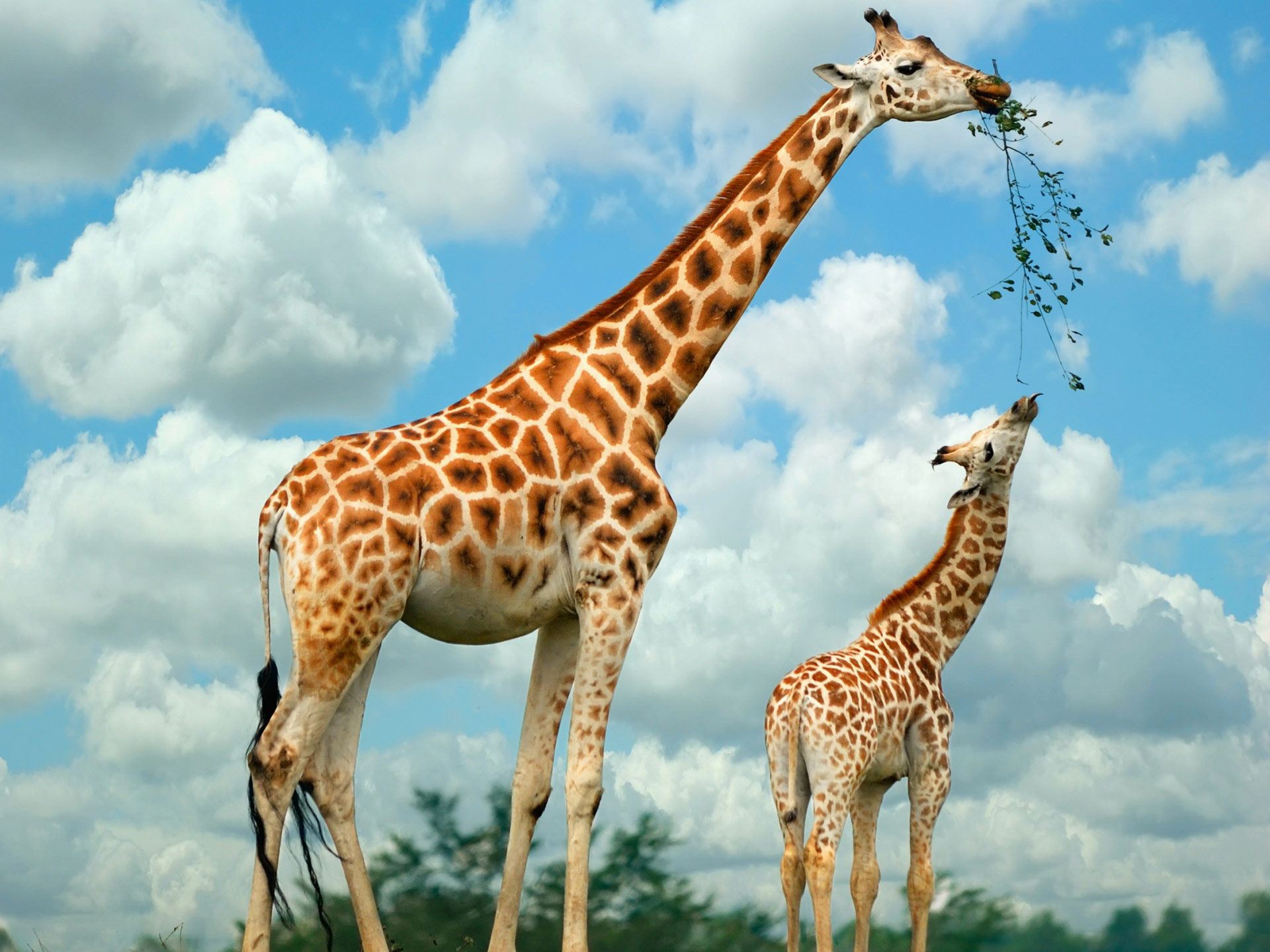 Giraffe-high-definition-wallpapers-free-download-marvelous-hd-wallpapers-of-giraffe.jpg